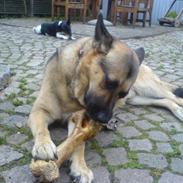 Schæferhund Tyson