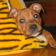 Staffordshire bull terrier Bonzai-staff Diesel 