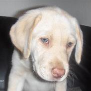 Labrador retriever Kenzo