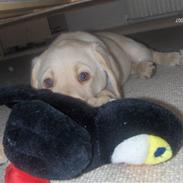 Labrador retriever Kenzo