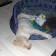 Labrador retriever Kenzo