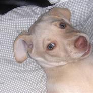 Labrador retriever Kenzo