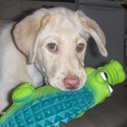 Labrador retriever Kenzo