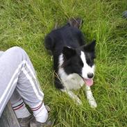 Border collie Holly