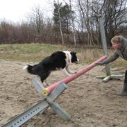 Border collie Holly