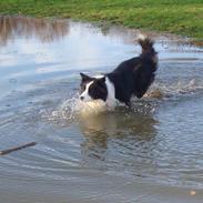 Border collie Holly