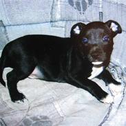 Staffordshire bull terrier rico