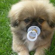 Pekingeser **Caiser**