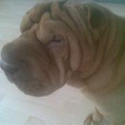 Shar pei Lajka 