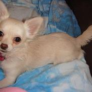 Chihuahua <3Meiley<3