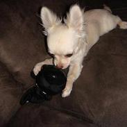 Chihuahua <3Meiley<3