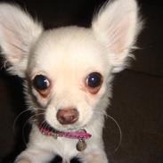 Chihuahua <3Meiley<3