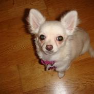 Chihuahua <3Meiley<3