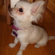 Chihuahua <3Meiley<3