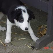 Border collie sack bortgivet savner dig