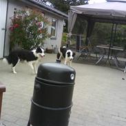 Border collie sack bortgivet savner dig