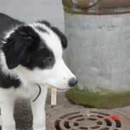 Border collie sack bortgivet savner dig