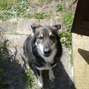 Blanding af racer René