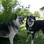 Blanding af racer René