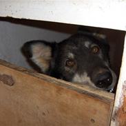 Blanding af racer René