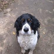 Engelsk springer spaniel Diana. <3 **Død* :'(