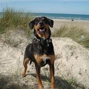 Blanding af racer Bølle