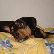 Blanding af racer Bølle