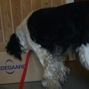 Engelsk springer spaniel Diana. <3 **Død* :'(