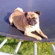 Blanding af racer Dee Dee