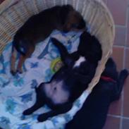 Blanding af racer Dee Dee