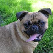 Blanding af racer Dee Dee