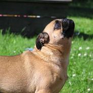 Blanding af racer Dee Dee