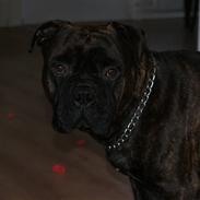 Bullmastiff Balder