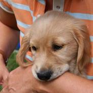 Golden retriever Tico