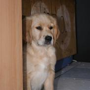 Golden retriever Tico