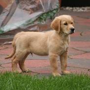 Golden retriever Tico