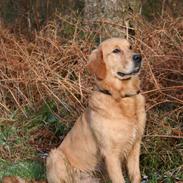 Golden retriever Tico