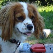 Cavalier king charles spaniel Mimi