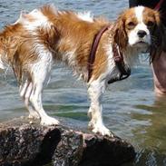 Cavalier king charles spaniel Mimi