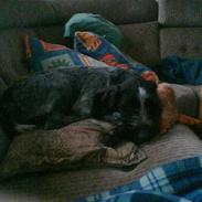 Ruhåret hønsehund zitta