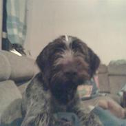 Ruhåret hønsehund zitta