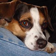 Dansk svensk gaardhund Fie