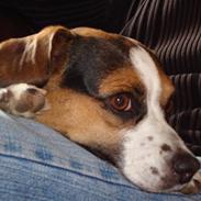 Dansk svensk gaardhund Fie