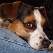 Dansk svensk gaardhund Fie