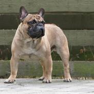 Fransk bulldog - DEGA -