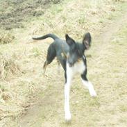 Blanding af racer R.I.P JOE