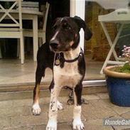 Blanding af racer R.I.P JOE