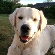 Golden retriever nova