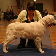 Golden retriever nova