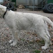 Golden retriever nova